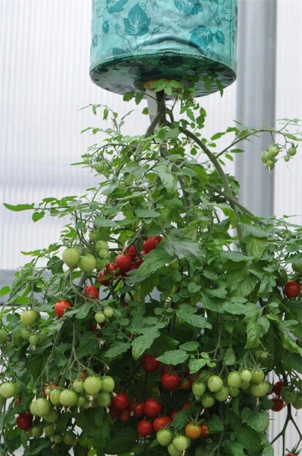 Chỉ với một chút kỹ thuật chăm sóc, mọi người có thể sở hữu những chậu cây cà chua sai trĩu quả