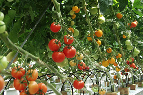 Độc đáo cách trồng cà chua lộn ngược sai trĩu trịt quả