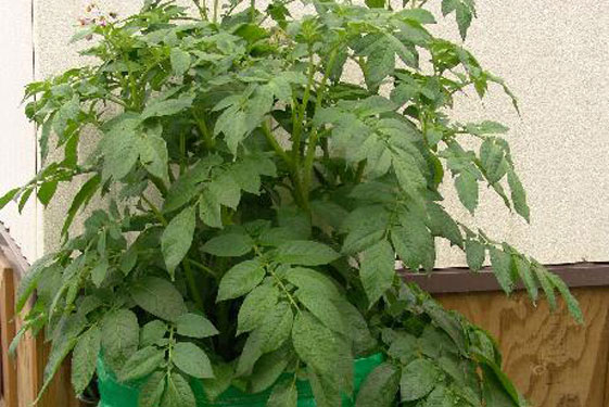 Thử nghiệm cách trồng khoai tây trong túi đơn giản cực sai củ