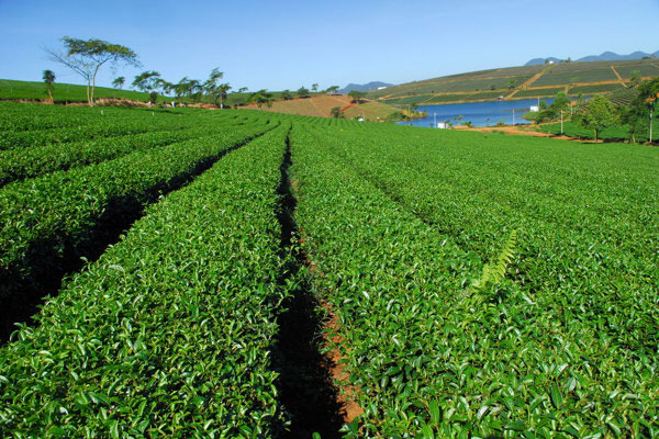 Kỹ thuật trồng trà xanh tại nhà non xanh mơn mởn