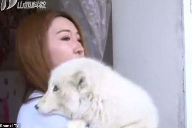 Mua chó Nhật về nuôi, 3 tháng sau con vật "hiện nguyên hình" khiến cô gái phải cuống cuồng nhờ giúp đỡ