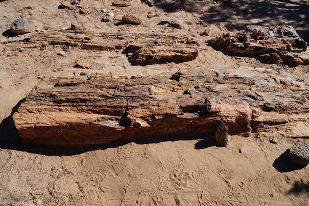 Cả rừng gỗ hóa thạch 200 triệu tuổi lộ diện, chỉ một mảnh khắc tượng Phật cũng trị giá hơn 2 tỷ đồng!