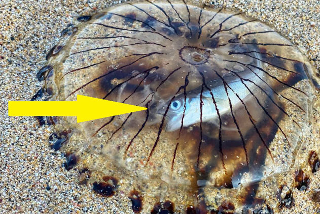 Hình ảnh kinh ngạc: Con cá chết tức tưởi bên trong bụng sứa la bàn - Xác của kẻ săn mồi lẫn con mồi còn nguyên vẹn!