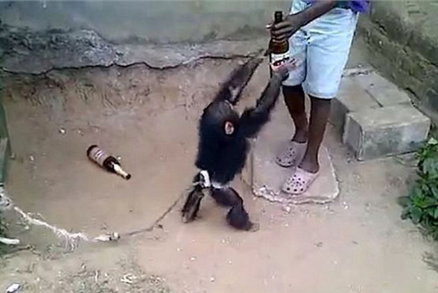 Cho khỉ tập uống bia, một thời gian sau người đàn ông khốn khổ ngay cả khi đã thả nó về rừng