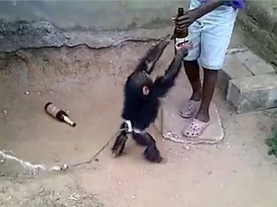 Cho khỉ tập uống bia, một thời gian sau người đàn ông khốn khổ ngay cả khi đã thả nó về rừng