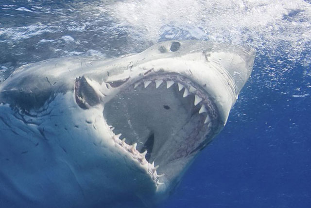 Loài cá mọc 30.000 chiếc răng trong suốt cuộc đời