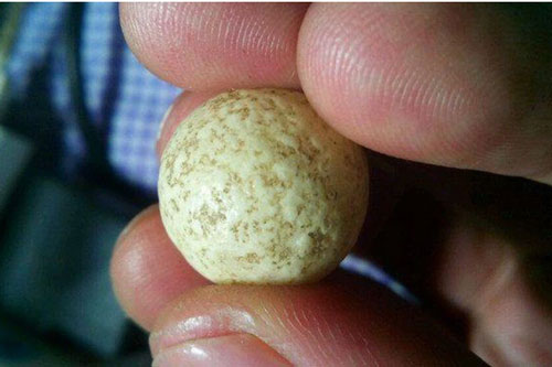 Anh chàng đăng ảnh hòn đá lên mạng nhờ tư vấn: Hôm sau, chuyên gia tìm đến tận nhà nói 1 câu khiến người này sửng sốt!