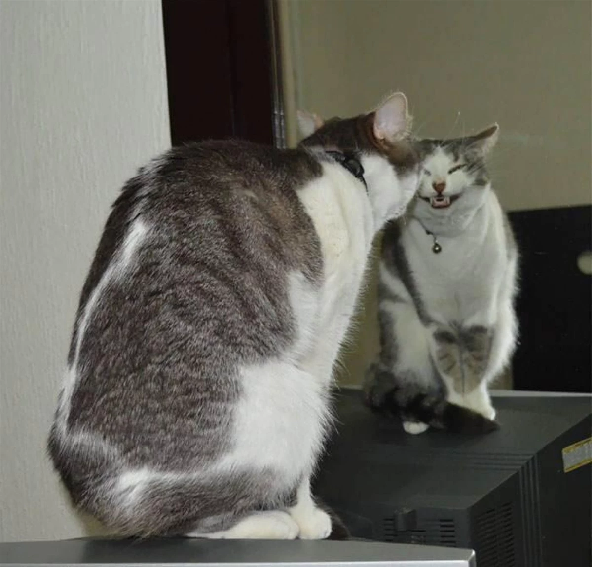 Khoảnh khắc hài hước khi chú mèo tạo dáng trước gương với nụ cười kỳ quái.