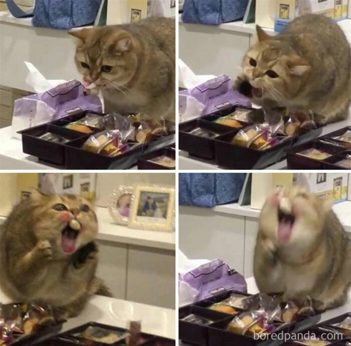 1 giây trước "thảm họa" khi viên kẹo dính chặt vào răng của chú mèo này.