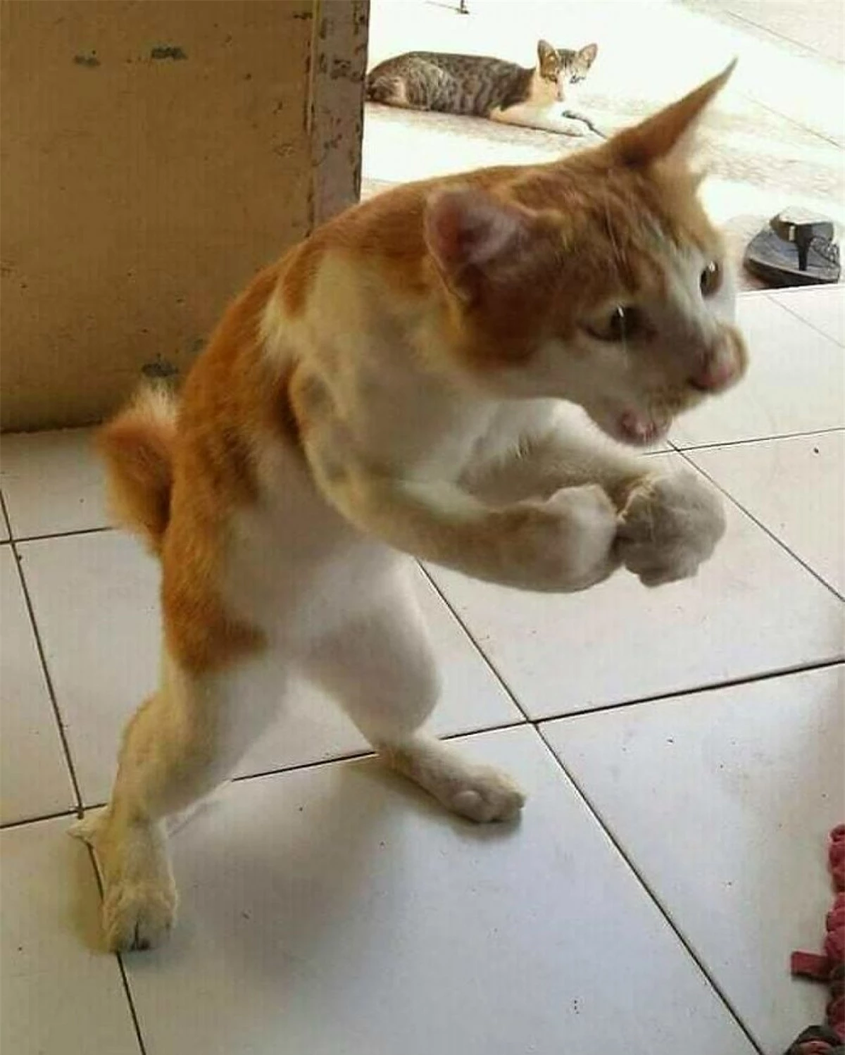 "Lực sĩ" mèo đang thể hiện sức mạnh của mình.