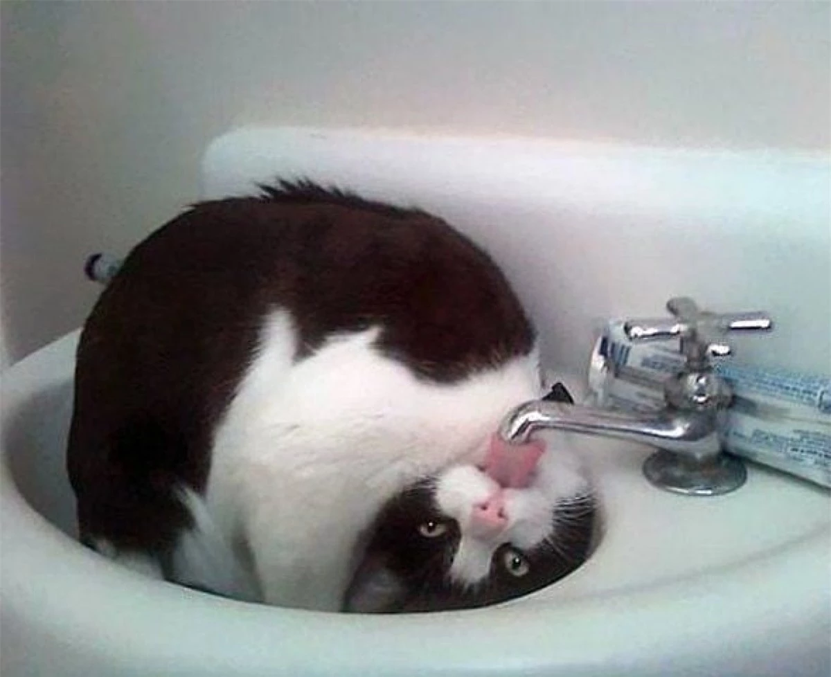 Cách uống nước hết sức "cồng kềnh" và khó hiểu của một chú mèo.