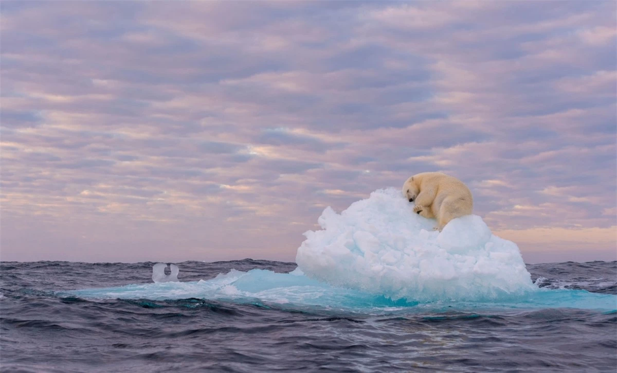 Bức ảnh "Kho báu trên băng" của tác giả Marek Jackowski chụp tại Svalbard, Na Uy đã ghi lại cảnh một chú gấu Bắc cực đang nằm trên một tảng băng trôi. Khi sự biến mất của các tảng băng do biến đổi khí hậu ngày càng trở nên rõ ràng, những chú gấu Bắc cực đã mất đi môi trường sinh sống của mình. Trong bức ảnh trên, khi chiều tối đến, chú gấu Bắc cực này đã may mắn tìm được một tảng băng nhỏ để trú ngụ qua đêm.