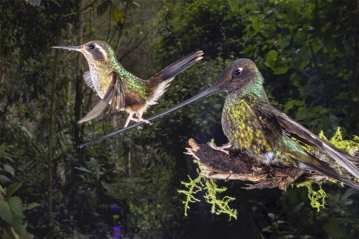 Bức ảnh "Nghệ sĩ đi trên dây" của nhiếp ảnh gia Nicolas Reusens chụp tại Papallacta, Ecuador. Nhiếp ảnh gia này đã mất 6 ngày để ghi lại khoảnh khắc một chú chim ruồi đi thăng bằng trên mỏ một chú chim ruồi khác - điều mà nhiếp ảnh gia này chưa từng thấy trước đó trong 10 năm quan sát chim ruồi.