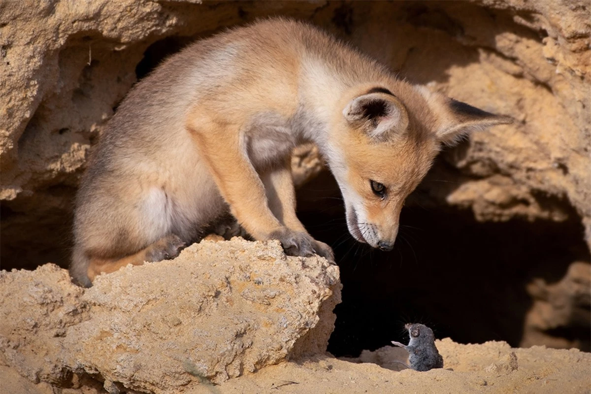 Bức ảnh "Cuộc đàm phán khó khăn" của nhiếp ảnh gia Ayala Fishaimer chụp tại Judean Foothills, Israel cho thấy một chú cáo đỏ Arab dường như đang lắng nghe lời thỉnh cầu xin tha mạng của một chú chuột chù.