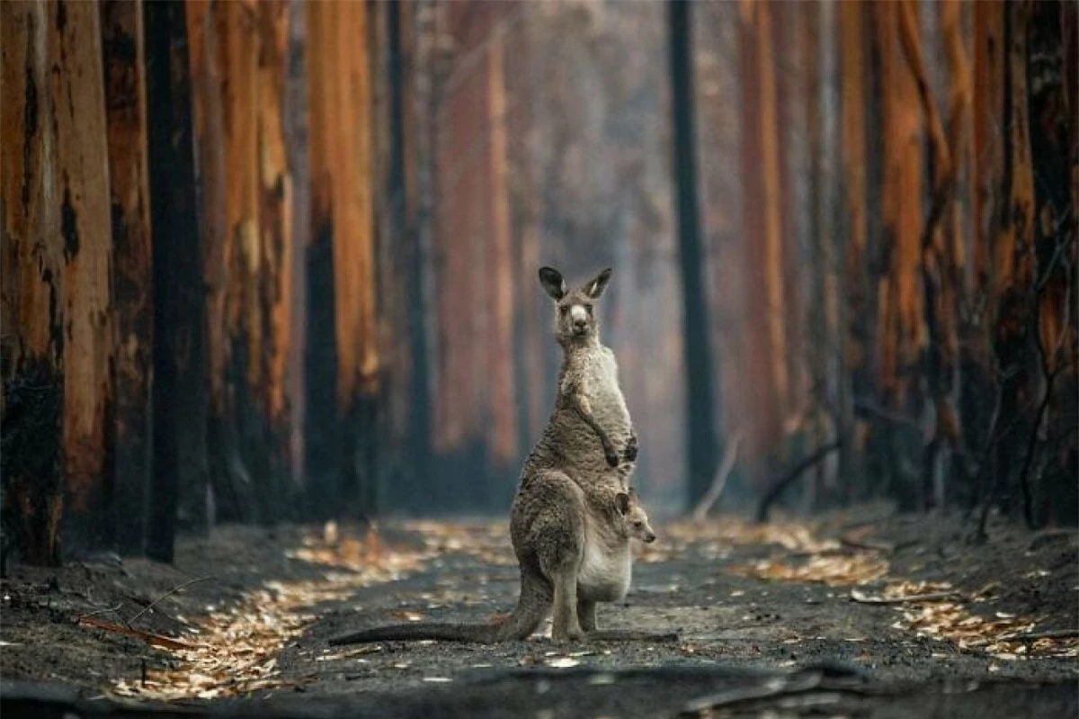 "Hy vọng từ khu rừng bị đốt cháy" là thông điệp trong bức ảnh của tác giả Jo-Anne Mcarthur chụp tại Mallacoota, Australia. Gần 3 tỷ con vật đã chết hoặc phải rời bỏ nơi sinh sống trong các vụ cháy rừng ở Australia năm 2019 và 2020. Chú kangaroo này và con của nó là những con vật may mắn sống sót và thoát ra khỏi khu vực bị cháy.
