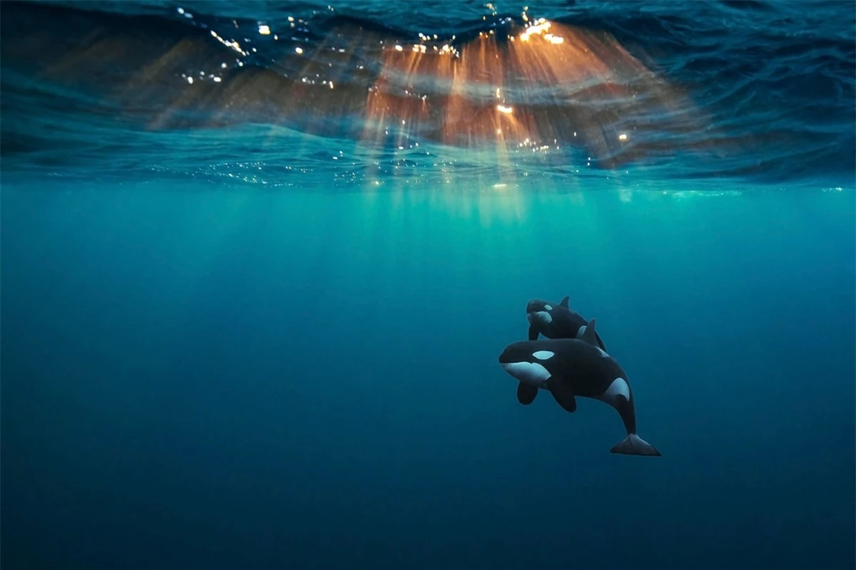 "Cá voi sát thủ dưới ánh mặt trời Bắc Băng Dương" là tên gọi bức ảnh ấn tượng của nhiếp ảnh gia Andy Schmid chụp tại Skjervøy, Na Uy. "Bà mẹ" cá voi sát thủ tò mò nhưng luôn sẵn sàng bảo vệ con mình này đã để cho nhiếp ảnh gia bơi gần nó trong gần 1 tiếng để chụp ảnh.