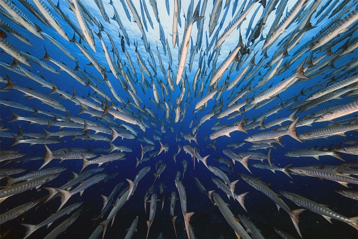Bức ảnh độc đáo mang tên "Đàn cá nhồng" của tác giả Yung-Sen Wu chụp tại Koror, Palau.