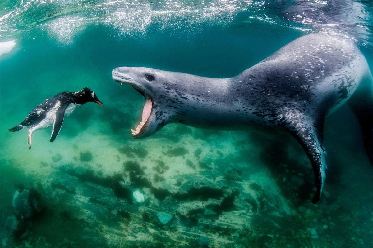 Bức ảnh mang tên "Đối mặt với thực tế" của nhiếp ảnh gia Amos Nachoum cho thấy một góc nhìn khác về thế giới tự nhiên. Một chú chim cánh cụt con nhảy vào vùng đầm phá để chơi đùa và bị một chú hải cẩu báo đang nằm phục kích từ trước nhảy ra hăm dọa.