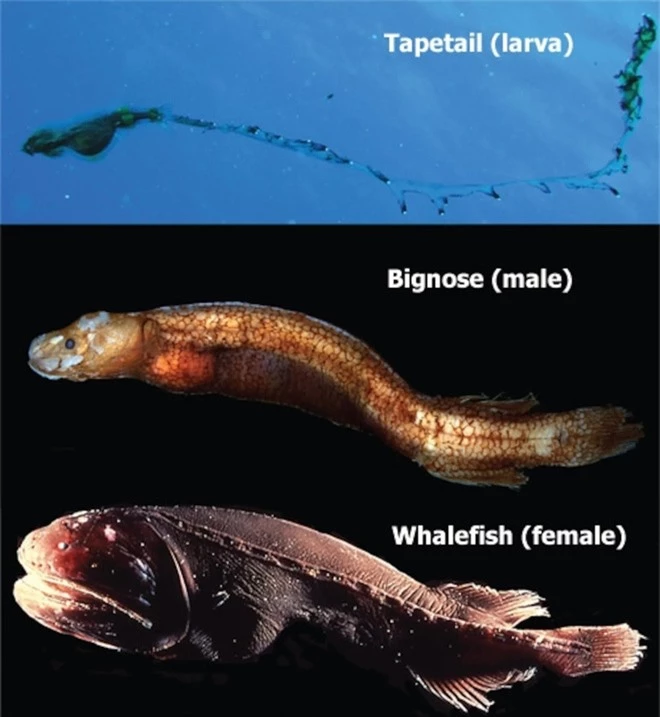 Lặn sâu 2.000m xuống đáy biển, phát hiện sinh vật hình dạng kỳ quái 3 trong 1: Giới khoa học bị đánh lừa hơn 100 năm! - Ảnh 2.