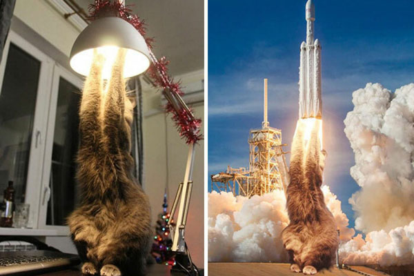 Bật cười trước những khoảnh khắc khó đỡ của loài mèo