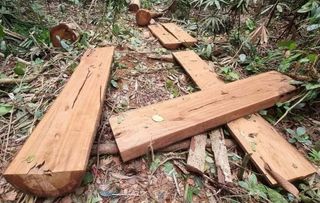 Hồi âm nóng vụ “Rừng tự nhiên đang bị bức tử, “chảy máu” tràn trề" ở Quảng Bình