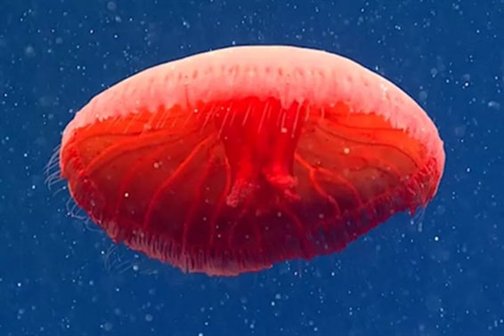 Kinh ngạc phát hiện loài sứa bí ẩn màu đỏ như máu