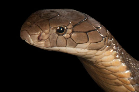 Người đàn ông Ấn Độ tử vong sau khi quấn rắn quanh cổ