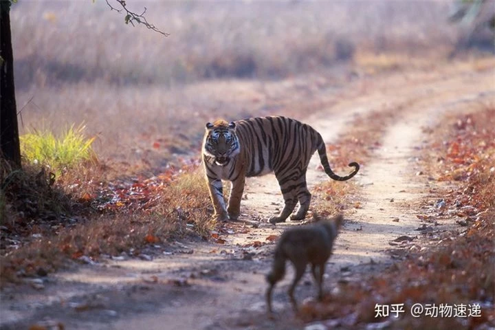 Một bầy sói có thể hạ gục được một con hổ, vậy chó sói có phải là thiên địch của hổ không? - Ảnh 6.