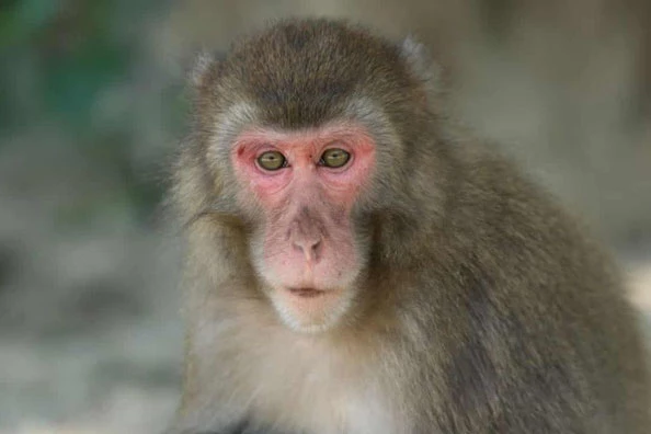Yakei trở thành con khỉ cái đầu đàn đầu tiên trong lịch sử 70 năm của vườn thú Takasakiyama. Ảnh: Vườn thú Takasakiyama.