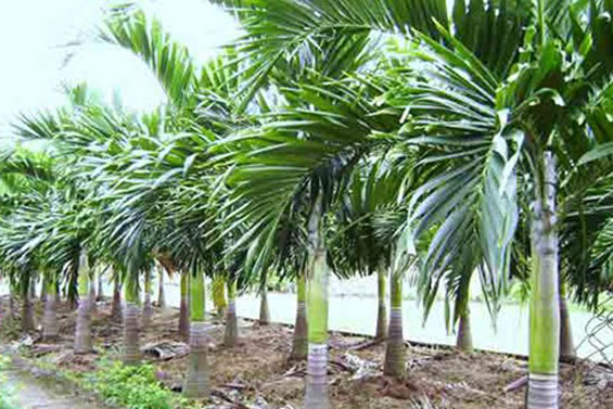 Kỹ thuật trồng cây cau lùn dáng đẹp, quả sai