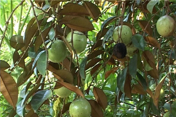 Kỹ thuật trồng cây vú sữa đúng cách cho năng suất cao nhất