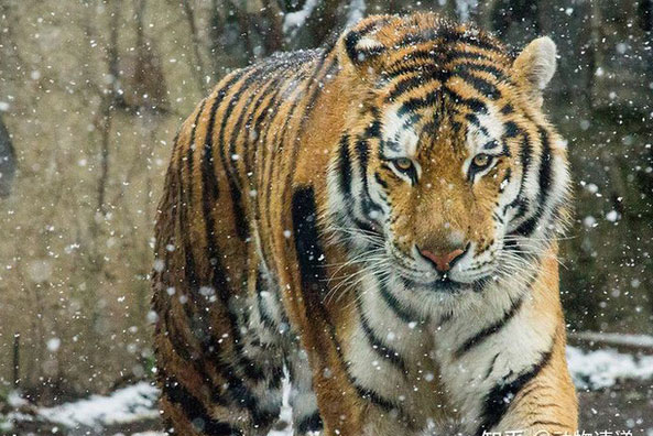 "Một bầy sói có thể hạ gục được một con hổ", vậy chó sói có phải là thiên địch của hổ không?