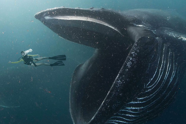 Sự kiện hi hữu, độc nhất vô nhị: Người đàn ông bị nuốt vào bụng cá voi và pha thoát chết thần kỳ!