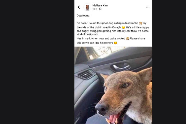 Cô gái đưa chó lạc về nhà rồi lên mạng hỏi xem ai mất thì đến nhận, song vừa nhìn thấy con vật, ai cũng lo sợ cho cô