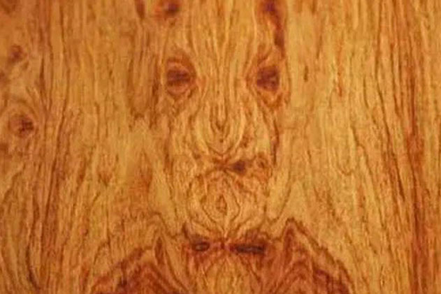 Tưởng mọc dại trong rừng, chẳng ai ngờ loại gỗ này sánh ngang gỗ đàn hương: Quý giá hơn vàng, ai ai cũng săn lùng!