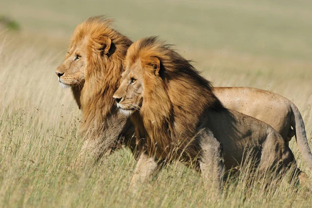 Tiềm ẩn mối đe dọa từ các loài động vật lớn ở vườn quốc gia Ngorongoro đối với người dân và đàn gia súc xung quanh. Ảnh: Brad Starry.