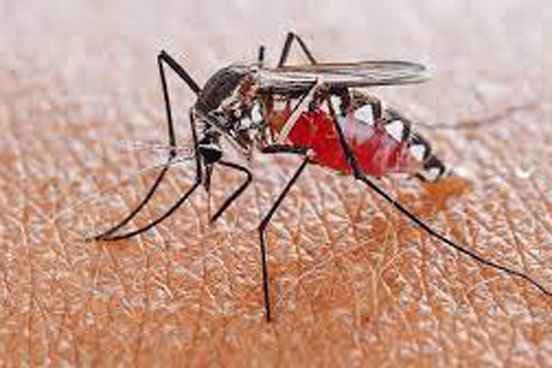 Tuyệt chiêu diệt côn trùng trong nhà không cần hóa chất