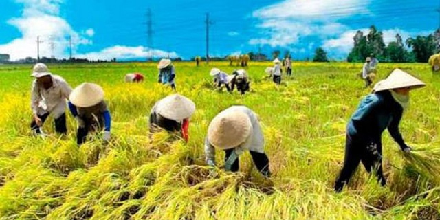 Quảng Bình: Duy trì sản xuất nông nghiệp an toàn, hiệu quả trong điều kiện dịch bệnh 