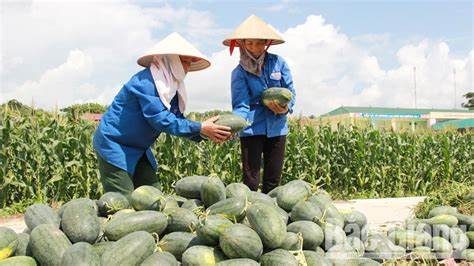 Quảng Bình: Thúc đẩy bán nông, lâm, thủy sản trên sàn thương mại điện tử 