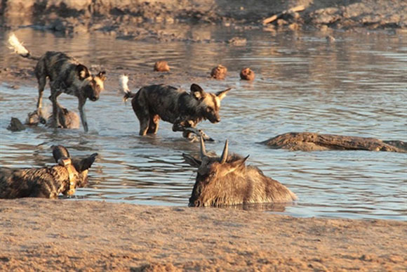 Chó hoang ranh mãnh lập mưu, con mồi chết thảm