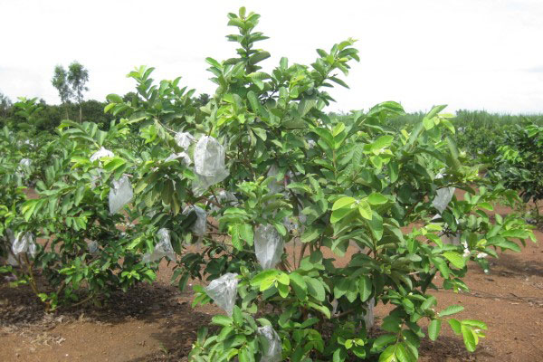 Phương pháp trồng và chăm sóc cây ổi