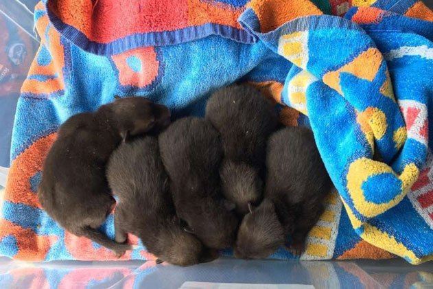 Dọn vườn, người đàn ông tìm được 5 con chó con, sau đó tá hỏa nhận ra chúng không phải chó