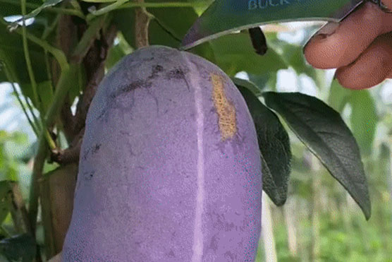 Quả lạ nhìn như xoài tím, cắt ra lại giống chuối có hạt chanh leo khiến dân mạng tranh cãi, hóa ra ở Việt Nam cũng bán