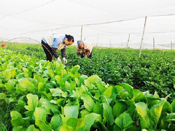 Bộ trưởng Lê Minh Hoan: Không hiểu nông dân nghĩ gì thì mọi chiến lược đều không thành công