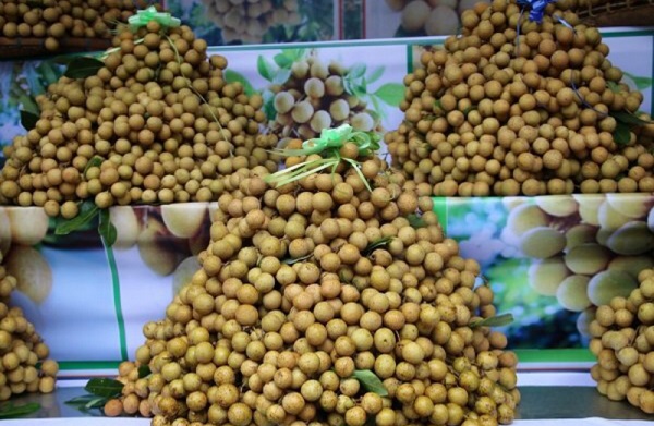 Nhãn tươi khó tiêu thụ, Sơn La lên phương án sấy 80.000 tấn