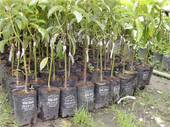 Áp dụng đúng các kỹ thuật trồng cây sẽ giúp người trồng tránh nhiều dịch bệnh cho cây