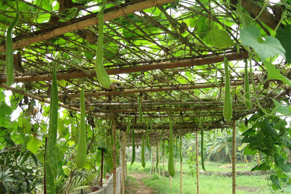 Kỹ thuật trồng và chăm sóc cho cây bầu nhiều quả