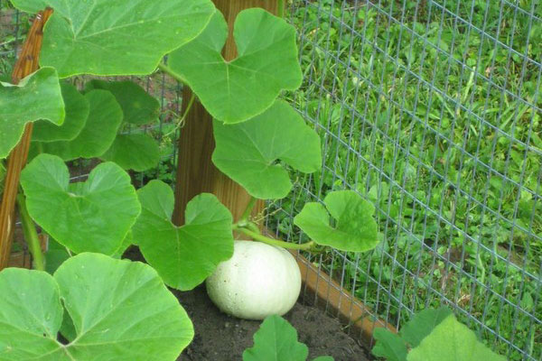 Tìm hiểu phương pháp trồng bí ngô đúng cách