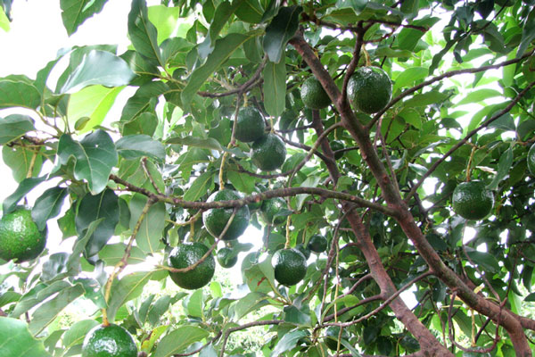 Kỹ thuật trồng cây bơ cho giá trị dinh dưỡng cao