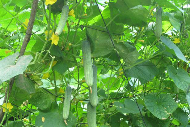 Kỹ thuật trồng cây dưa chuột đơn giản tại nhà